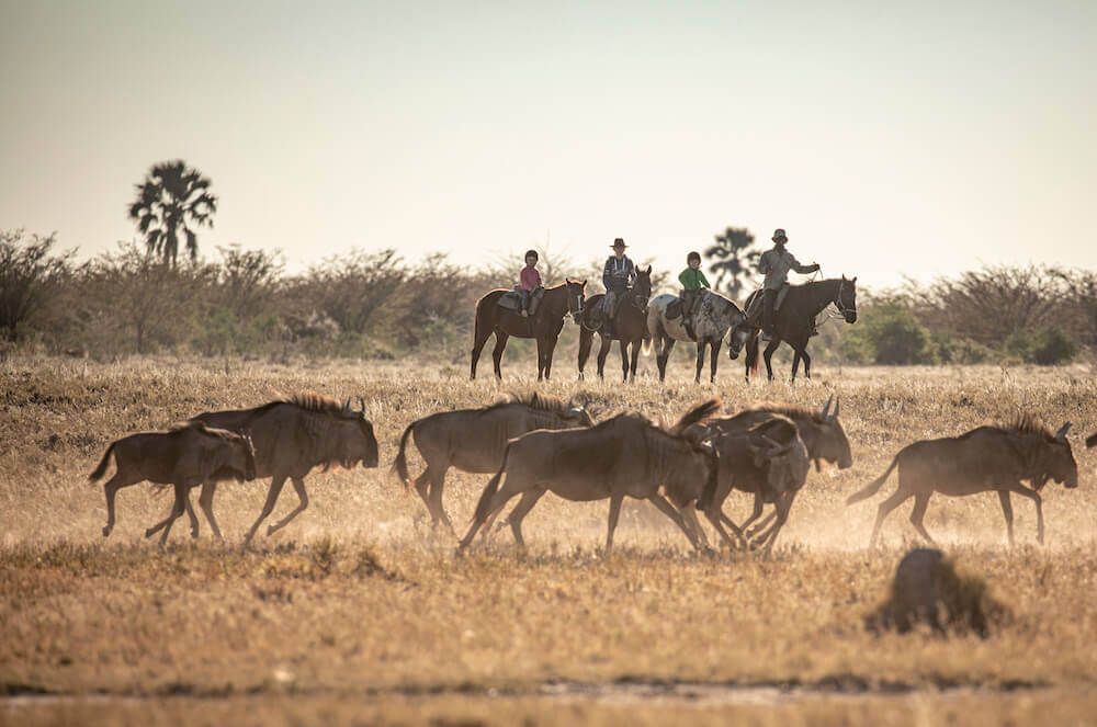 Camp-Kalahari-Riding-with-the-wildebeest1